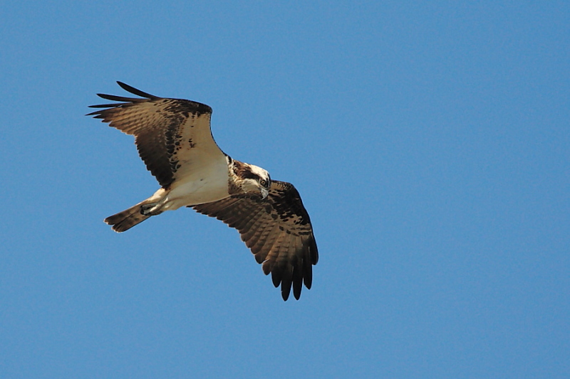 Falco pescatore